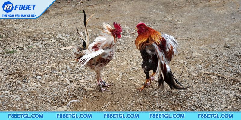 Nắm rõ về thể trạng của gà trước khi thi đấu
