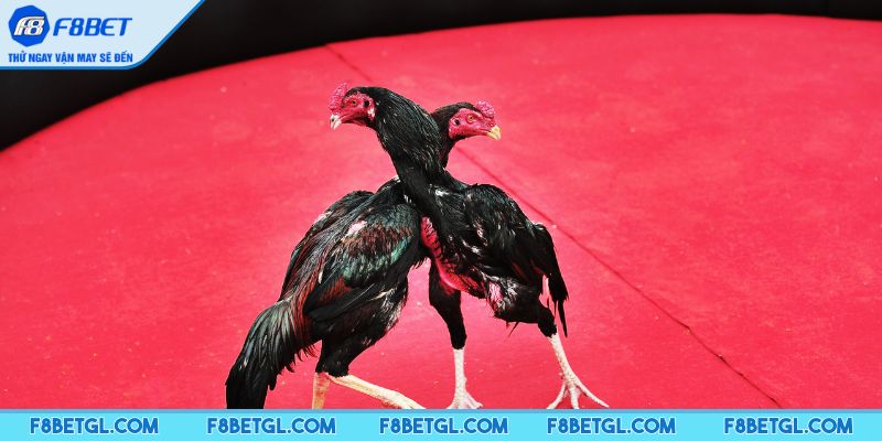 Tham gia các trận đấu với nhiều ưu điểm