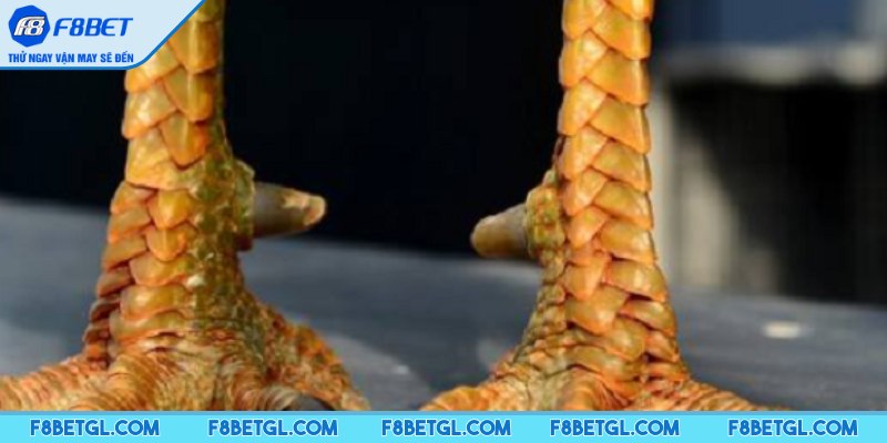 Tìm hiểu vảy gà huyền trâm