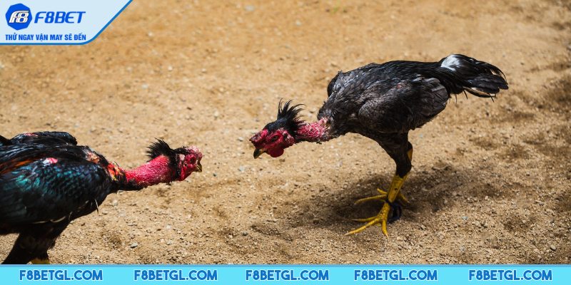 3 loại hình đá gà phổ biến